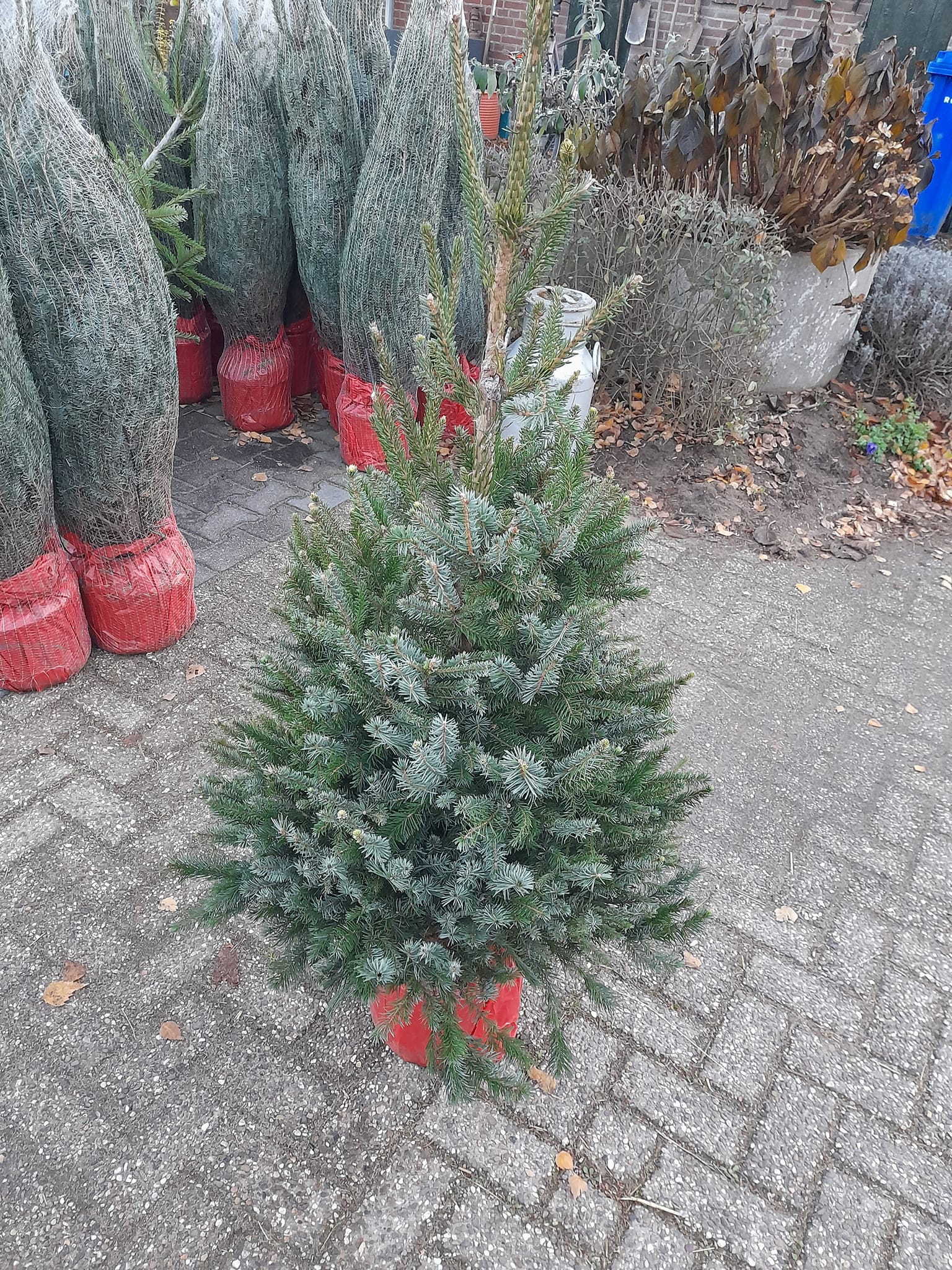 Kerstbomen bij Lensink Aardappelen te Aalten